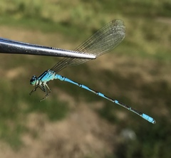 Coenagrion lanceolatum