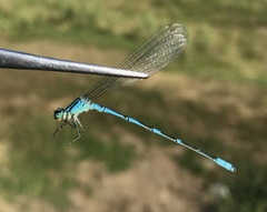 Coenagrion lanceolatum