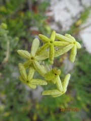 Lyperia lychnidea