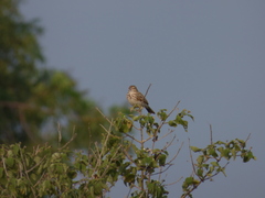 Mirafra erythroptera