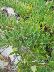 Lyperia lychnidea