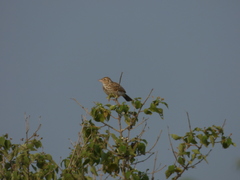 Mirafra erythroptera