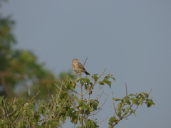 Mirafra erythroptera