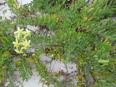 Lyperia lychnidea