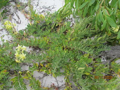 Lyperia lychnidea