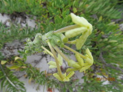 Lyperia lychnidea