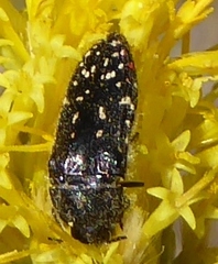 Acmaeodera rubronotata