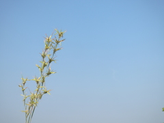 Poaceae