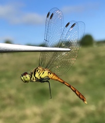 Sympetrum kunckeli
