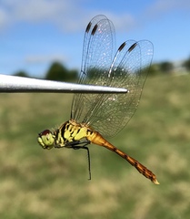 Sympetrum kunckeli