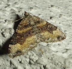 Xanthorhoe defensaria