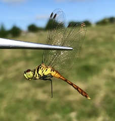 Sympetrum kunckeli