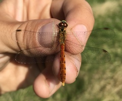 Sympetrum kunckeli