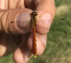 Sympetrum kunckeli
