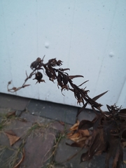 Epipactis