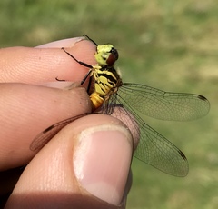 Sympetrum kunckeli