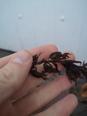 Epipactis