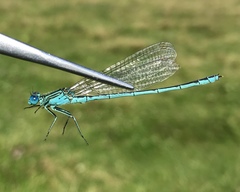 Paracercion plagiosum