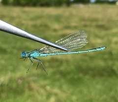 Paracercion plagiosum