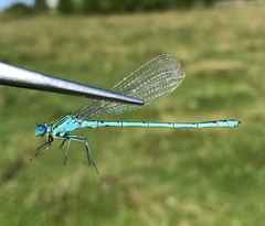 Paracercion plagiosum