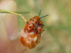Crioceris duodecimpunctata