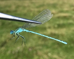 Paracercion plagiosum