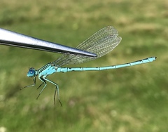 Paracercion plagiosum