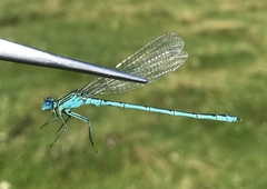 Paracercion plagiosum