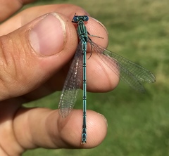 Paracercion plagiosum