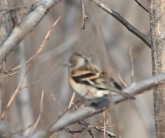 Fringilla montifringilla