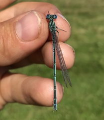 Paracercion plagiosum