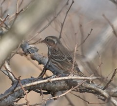 Emberiza rustica