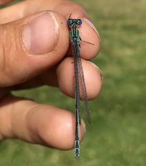 Paracercion plagiosum