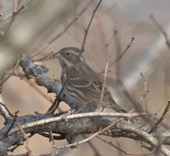 Emberiza rustica