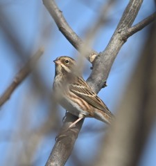 Emberiza rustica