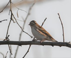 Emberiza rustica