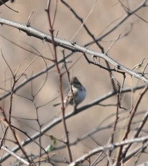 Emberiza rustica