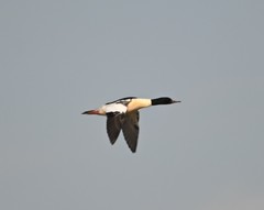 Mergus merganser