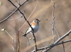 Fringilla montifringilla