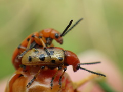 Crioceris duodecimpunctata