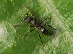 Stictoponera bicolor