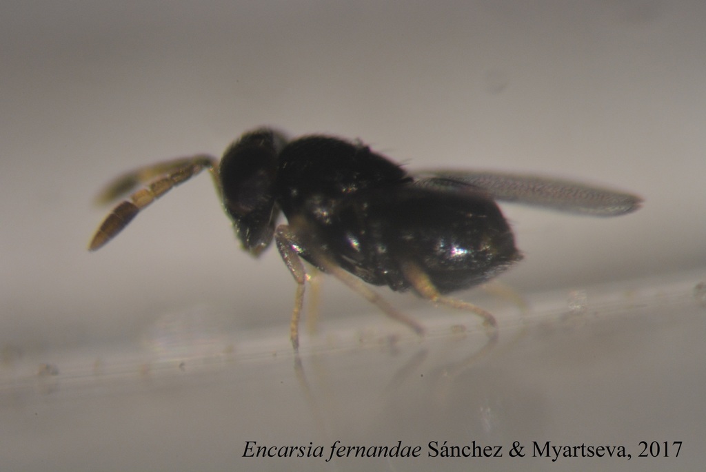 Encarsia fernandae