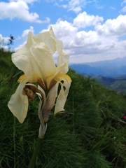 Iris orjenii