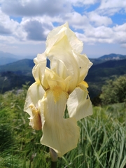 Iris orjenii