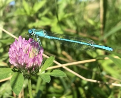 Paracercion plagiosum