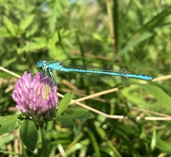 Paracercion plagiosum