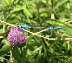 Paracercion plagiosum