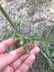 Cyperus virens