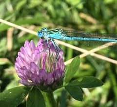 Paracercion plagiosum