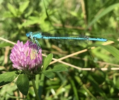 Paracercion plagiosum